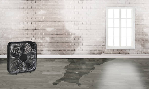 Best Water damage cleanup near me  in Yorkville, WI